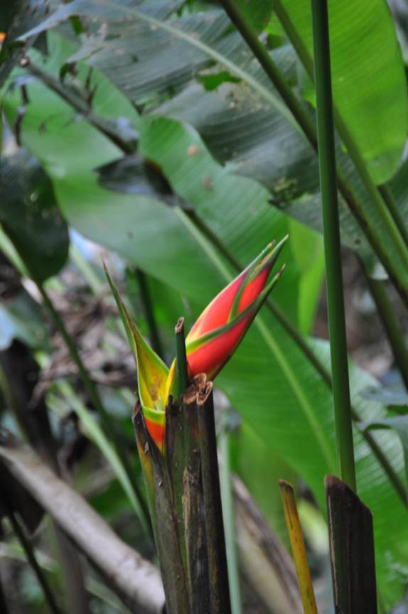 Floôr ao longo da trilha do El Tucuche, a segunda mais alta montanha da ilha de Trinidad
